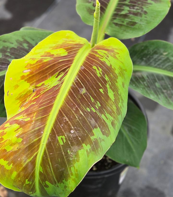 Musa Dwarf Cavendish