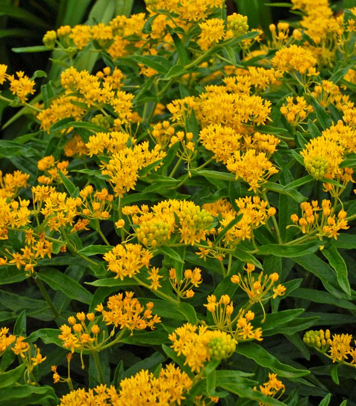 Asclepias tuberosa 'Hello Yellow'