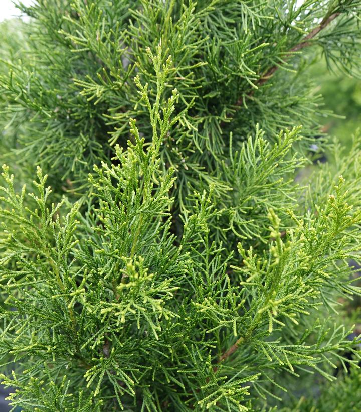 Juniperus virginiana 'Brodie'