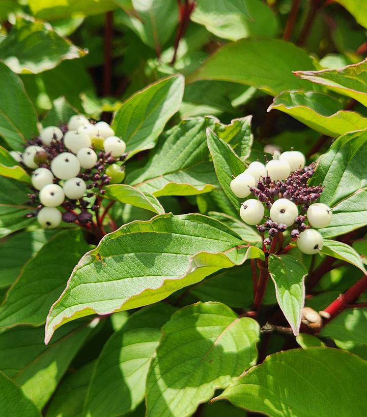 Cornus sericea 'Baileyi'