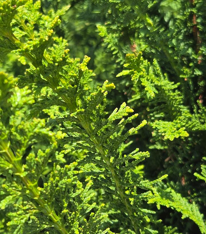 Chamaecyparis obtusa 'Filicoides Compacta'