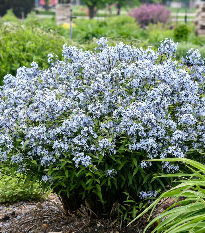 Amsonia tabernaemontana 'Storm Cloud'
