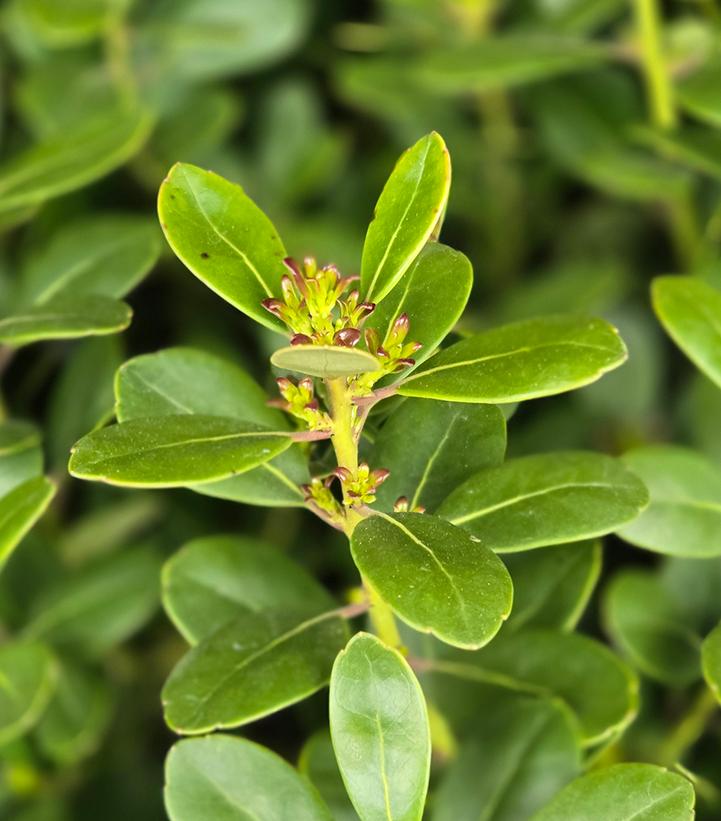 Ilex glabra 'Compacta'