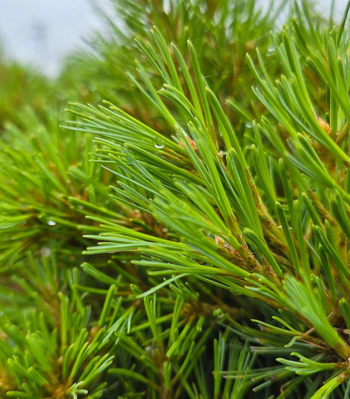 Pinus strobus Niagara Falls