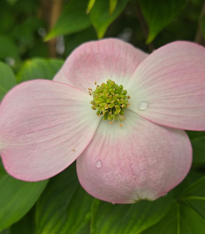 Cornus X Stellar Pink®