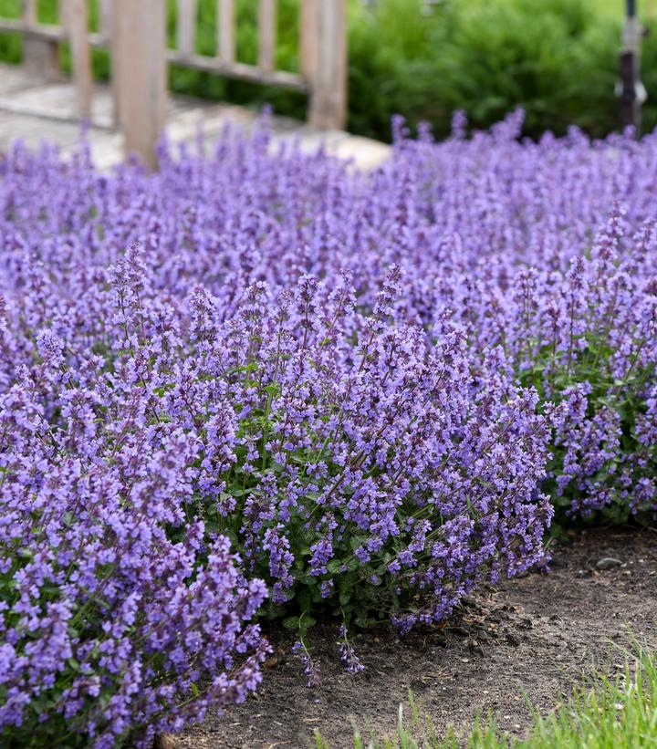 Nepeta x 'Cat's Pajamas'