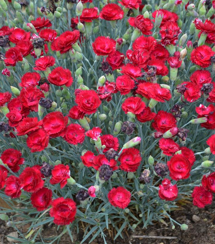 DIanthus x PRETTY POPPERS® 'Electric Red'