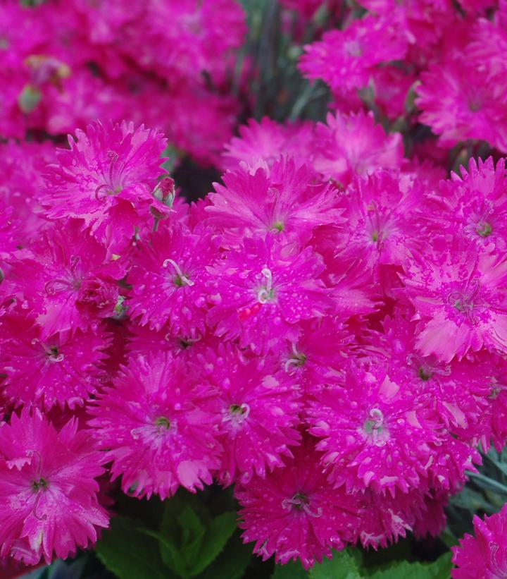 Dianthus 'Neon Star'