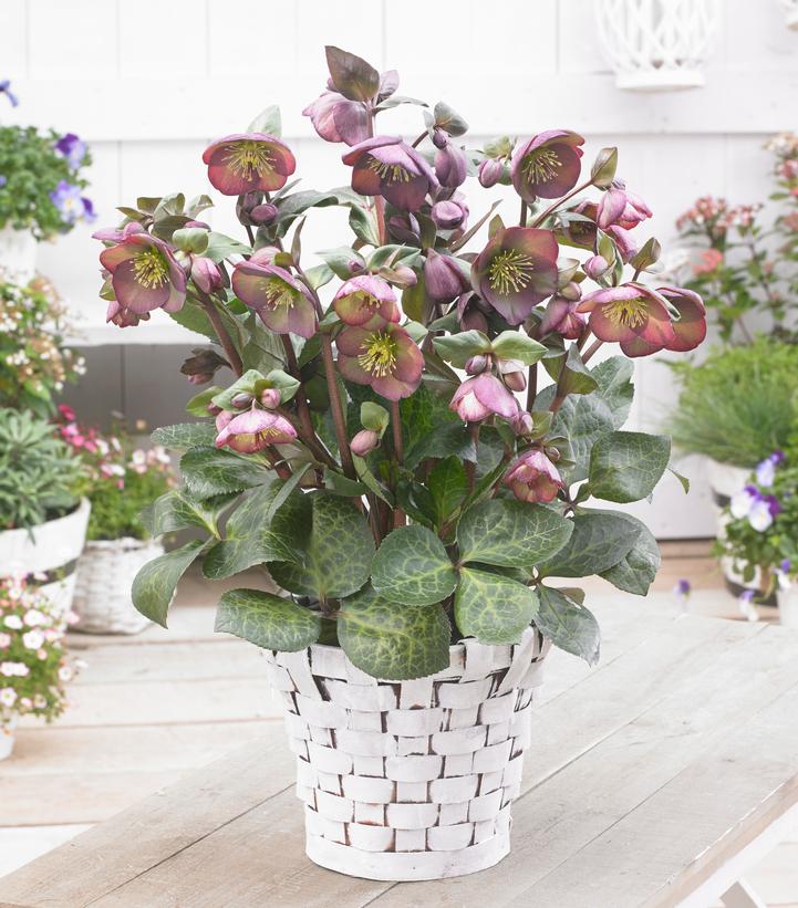 Helleborus Frostkiss® Dana's Dulcet®
