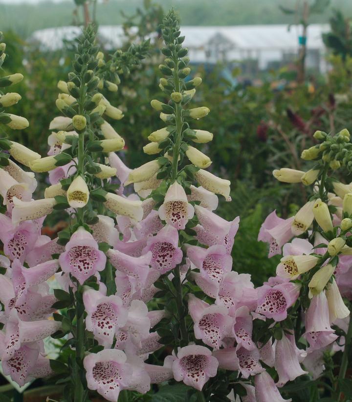 Digitalis purpurea 'Camelot Lavender'
