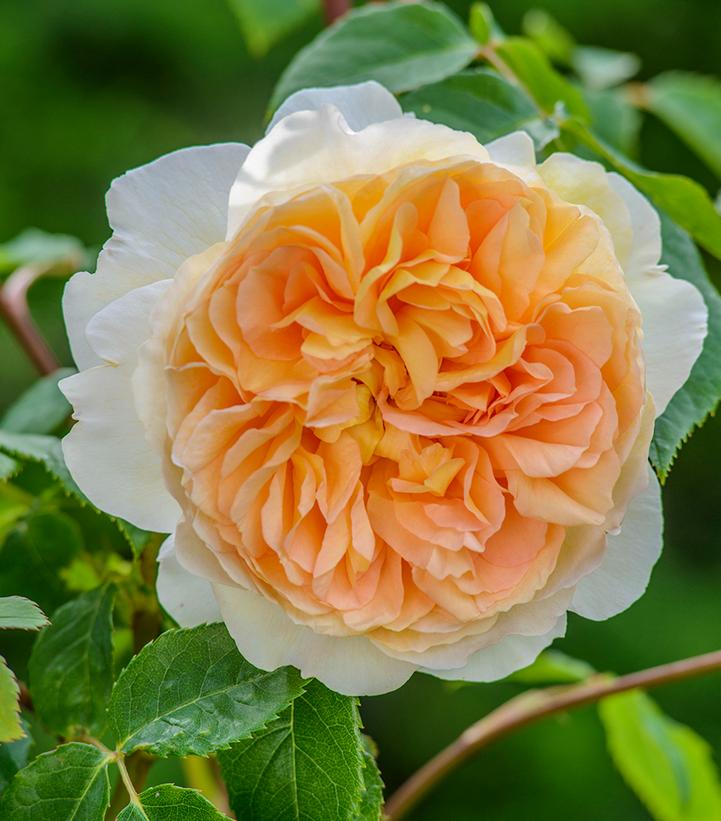 Rosa Bathsheba®