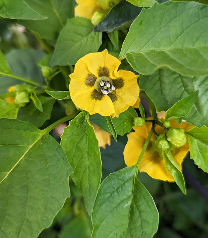 Tomatillo 'Tamayo'