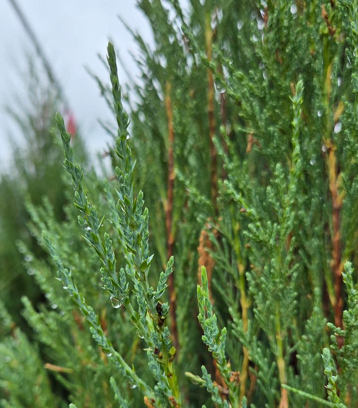 Juniperus scopulorum 'Skyrocket'