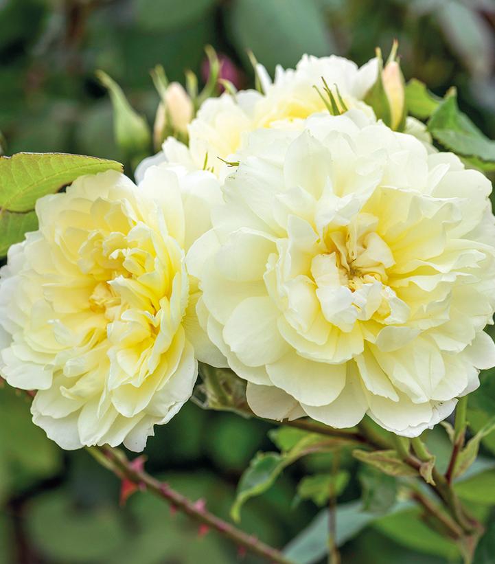Rosa 'Imogen'