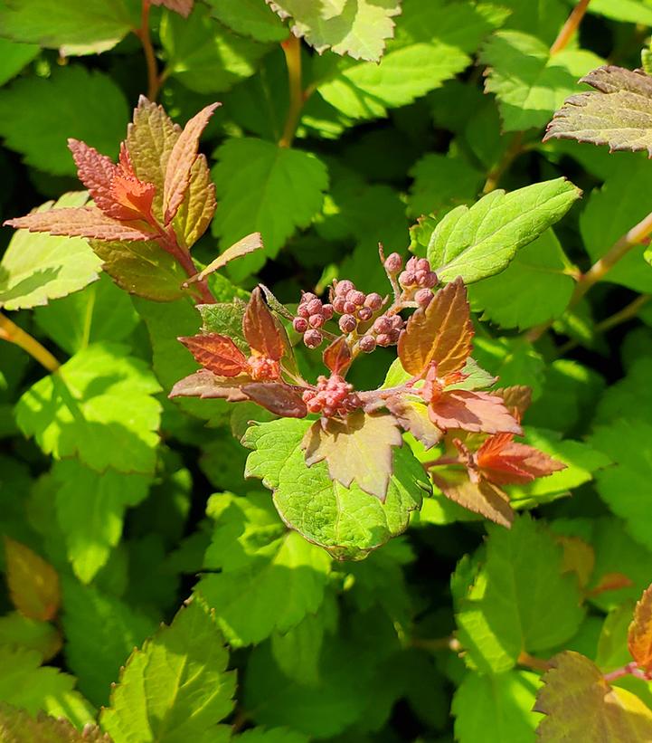 Spiraea Poprocks Rainbow Fizz™