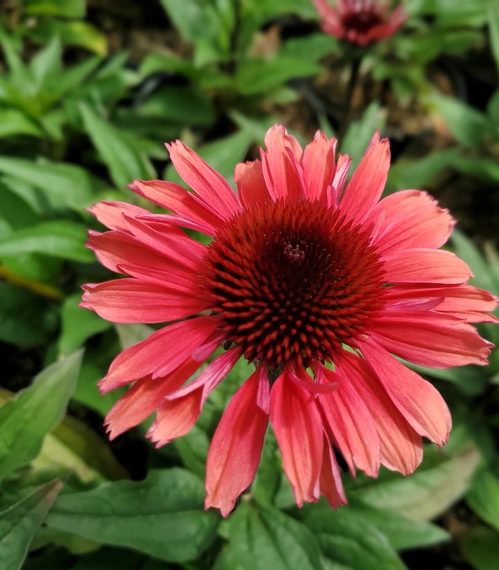 Echinacea purpurea Eye-Catcher™ Coral Craze