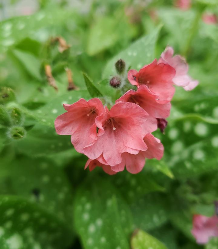 Pulmonaria 'Pretty in Pink'