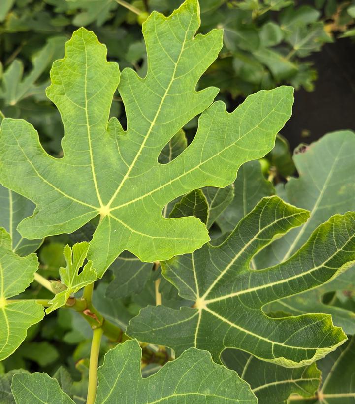 Ficus 'Italian Everbearing'