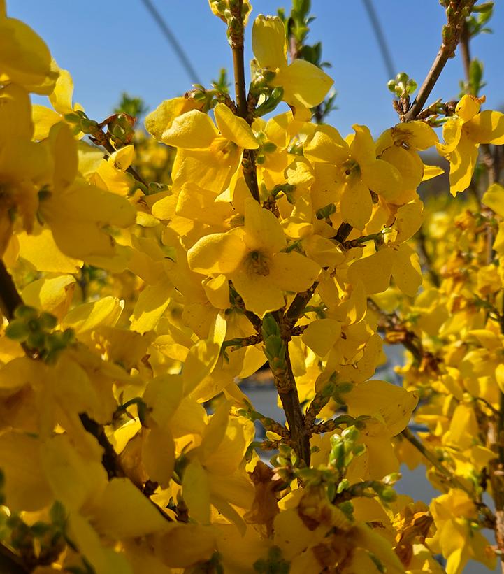 Forsythia Show Off®