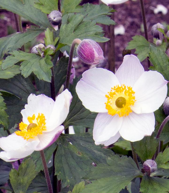 Anemone x 'Elfin Swan'