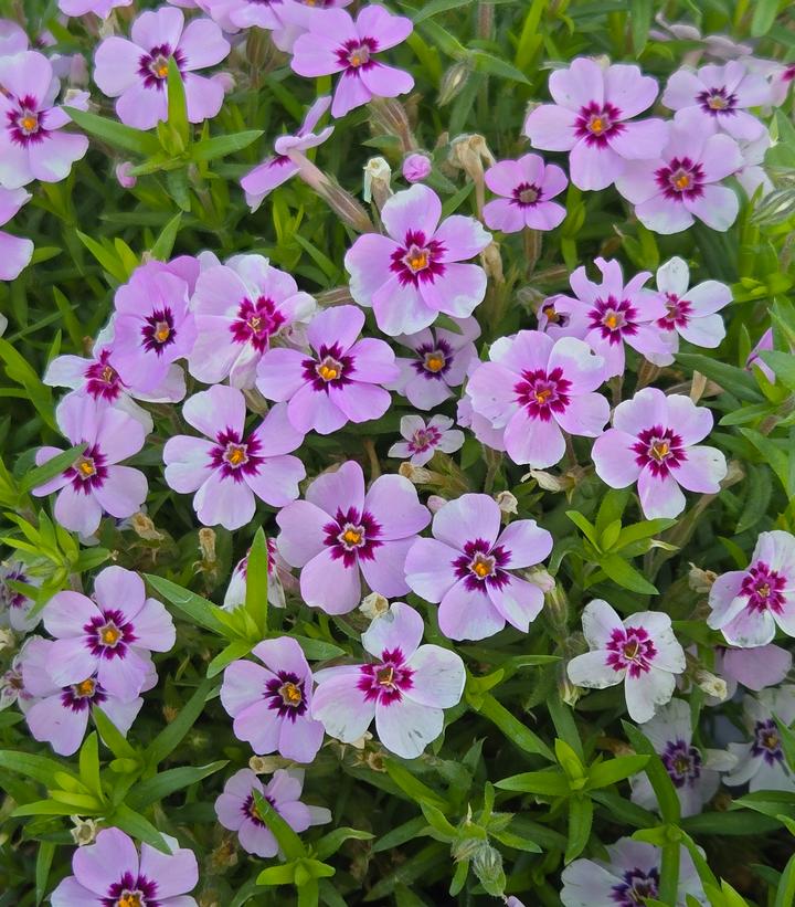 Phlox subulata 'Eye Candy'