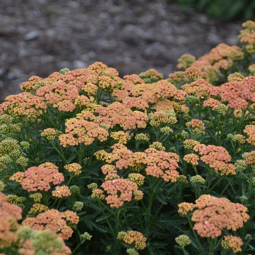 Achillea x 'Firefly Peach Sky'