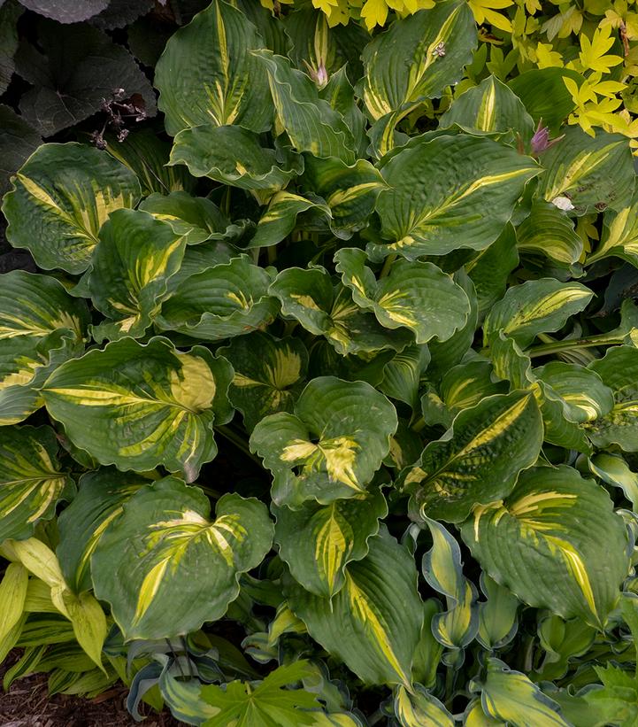 Hosta 'Lakeside Paisley Print'