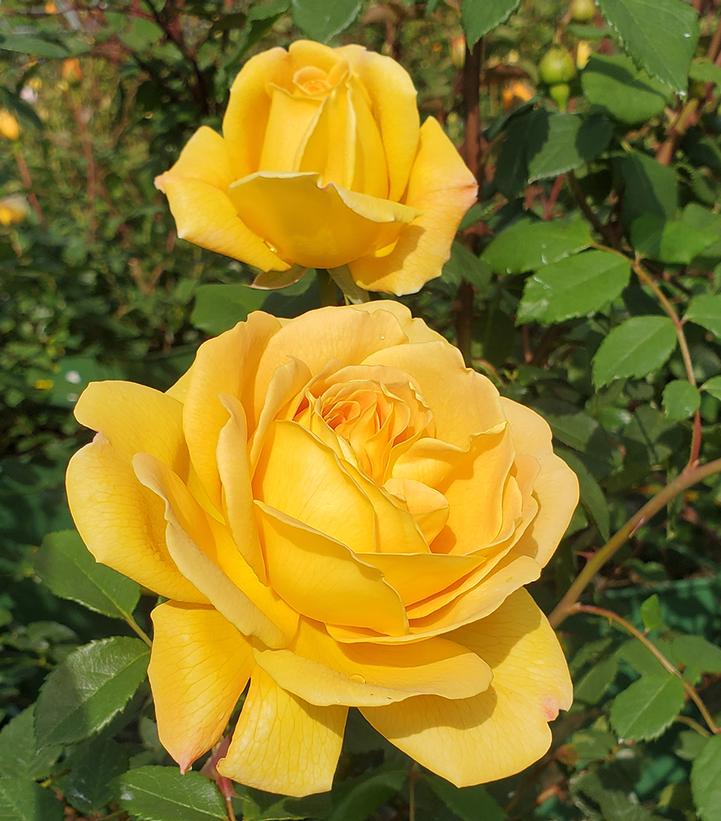 Rosa Golden Celebration®