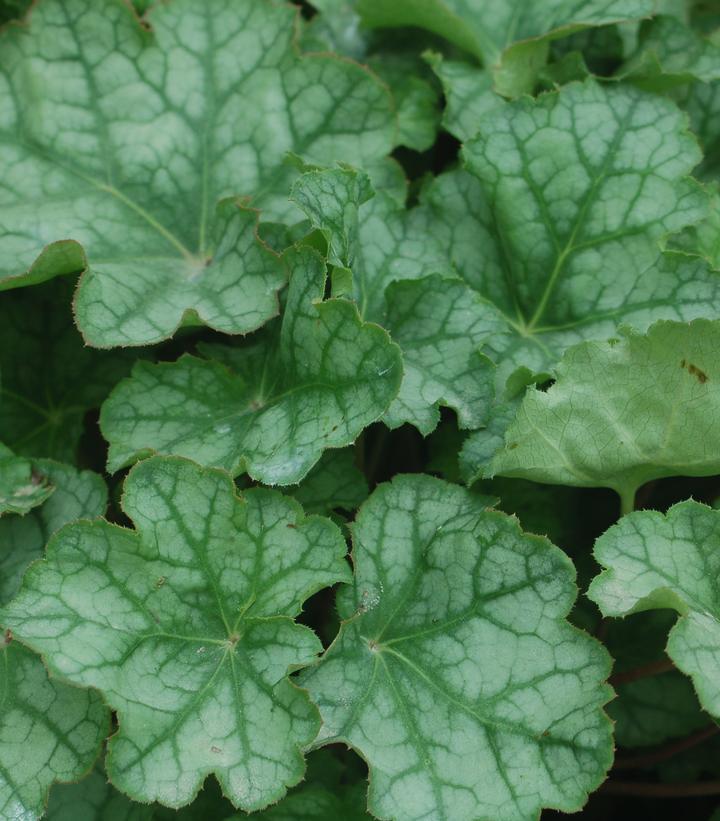 Heuchera americana 'Dales Strain'