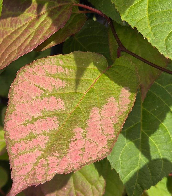 Actinidia kolomikta 'Arctic Beauty'