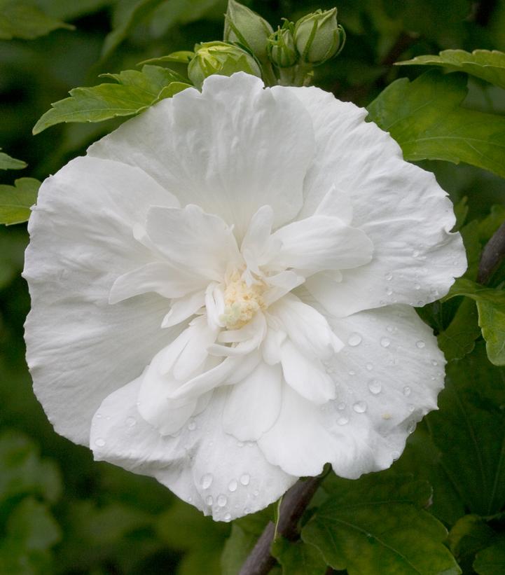 Hibiscus syriacus White Chiffon®