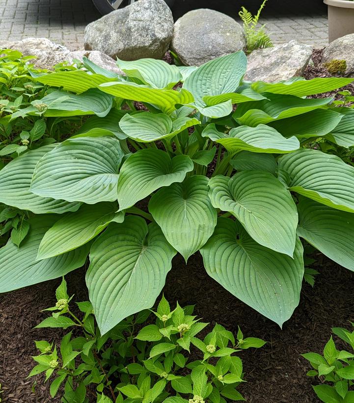 Hosta hybrid Shadowland® Shadowland® Empress Wu