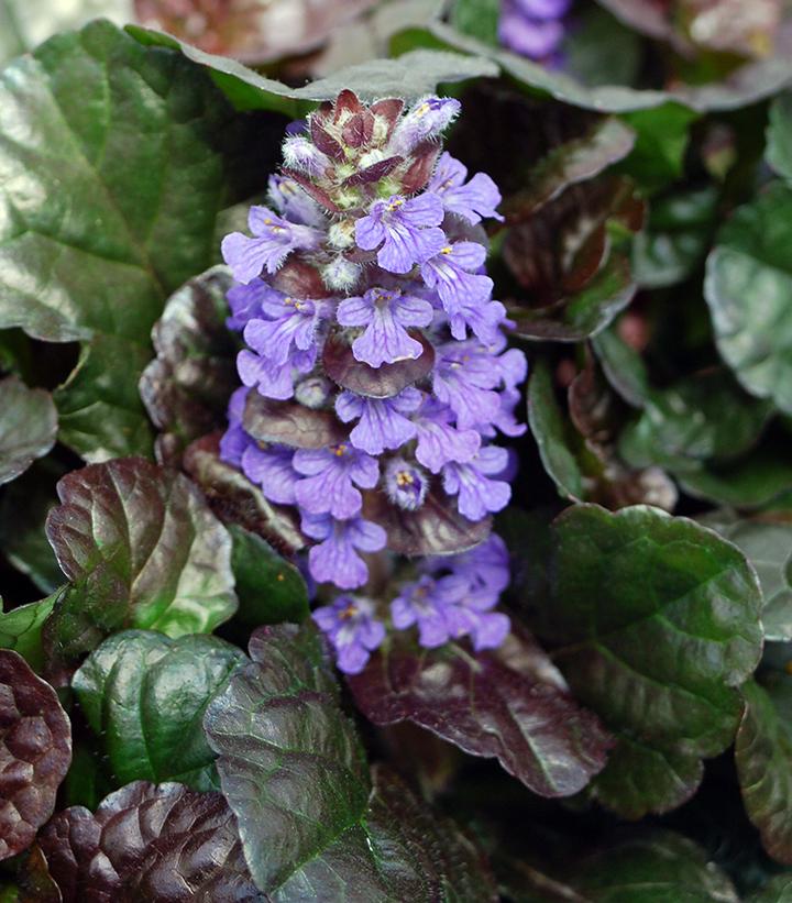 Ajuga 'Black Scallop'