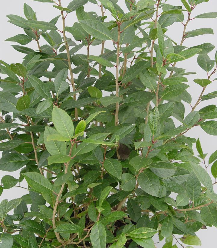 Ilex serrata X verticillata Apollo