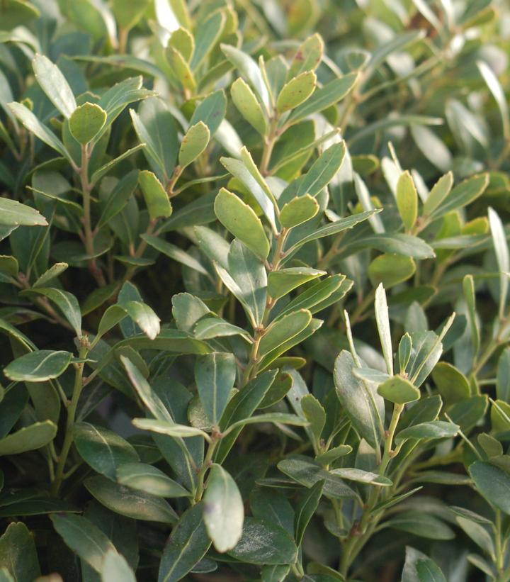 Ilex glabra Densa