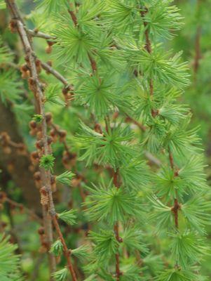 Larix decidua Varied Directions
