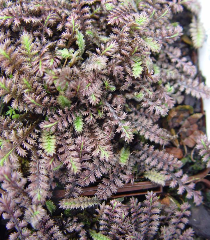 Leptinella squalida 'Platts Black'