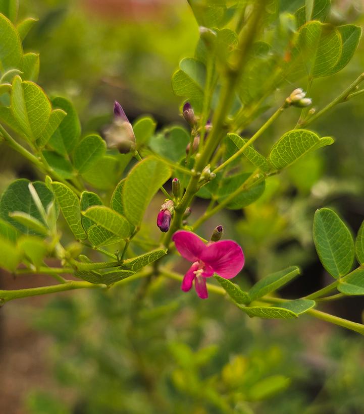 Lespedeza bicolor 'Yakushima'