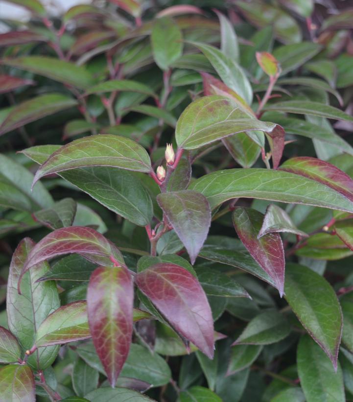 Leucothoe axillaris 