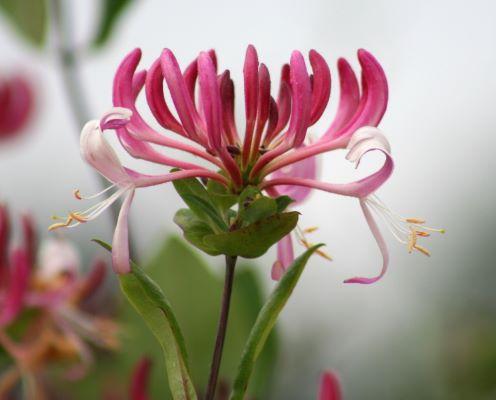 Lonicera periclymenum 'Peaches and Cream'