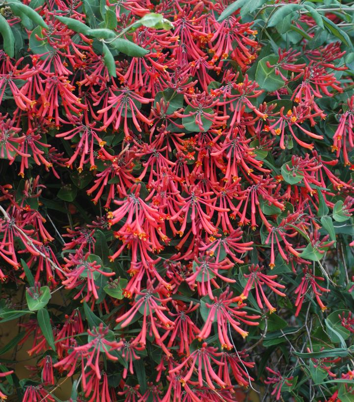 Lonicera sempervirens 'Major Wheeler'
