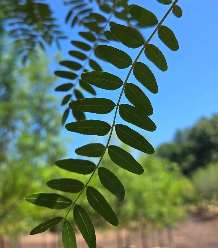 Gleditsia triacanthos Skyline™