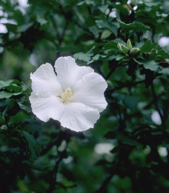 Hibiscus syriacus 'Diana'