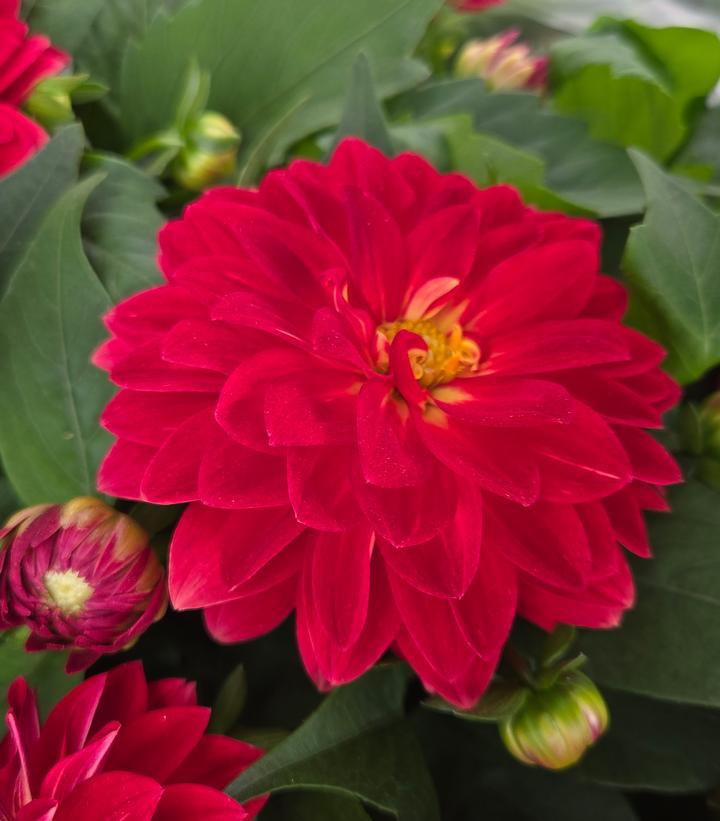 Dahlia Assorted