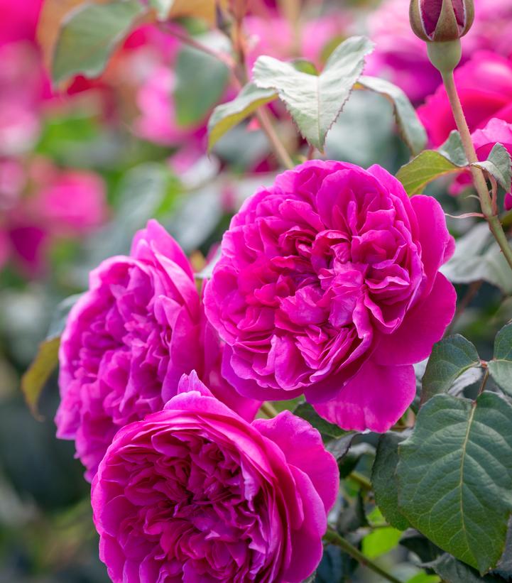 Rosa `James L. Austin`