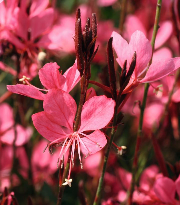 Gaura lindheimeri Belleza® Dark Pink