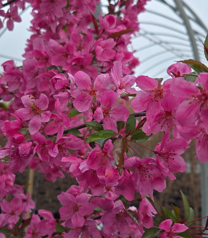 Malus x Show Time™