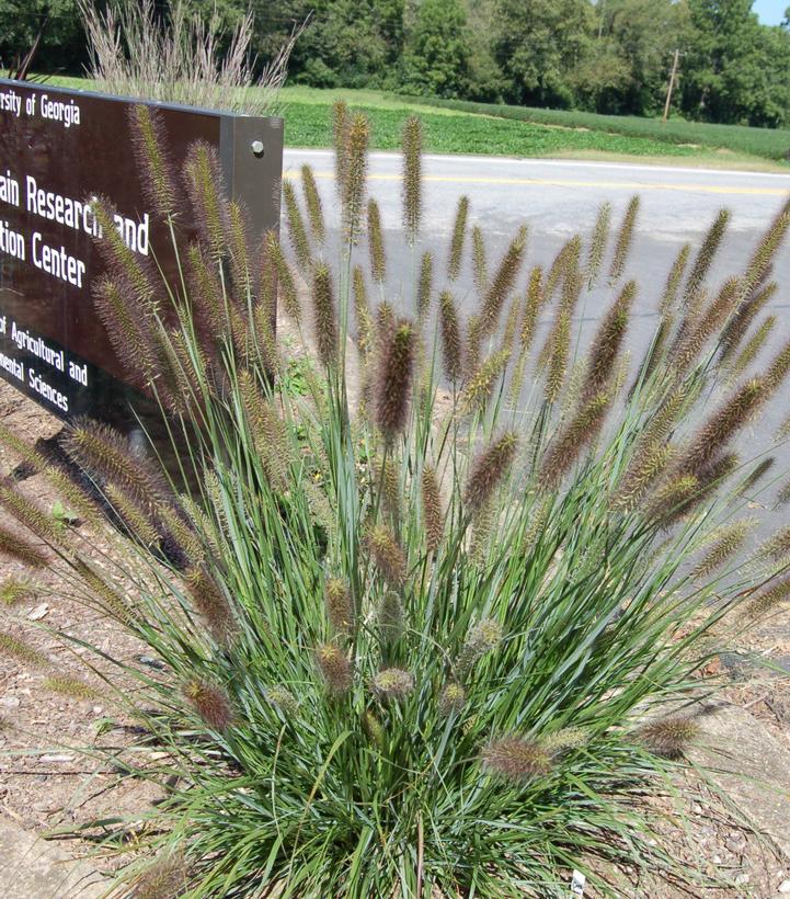 Pennisetum alopecuroides Cayenne™