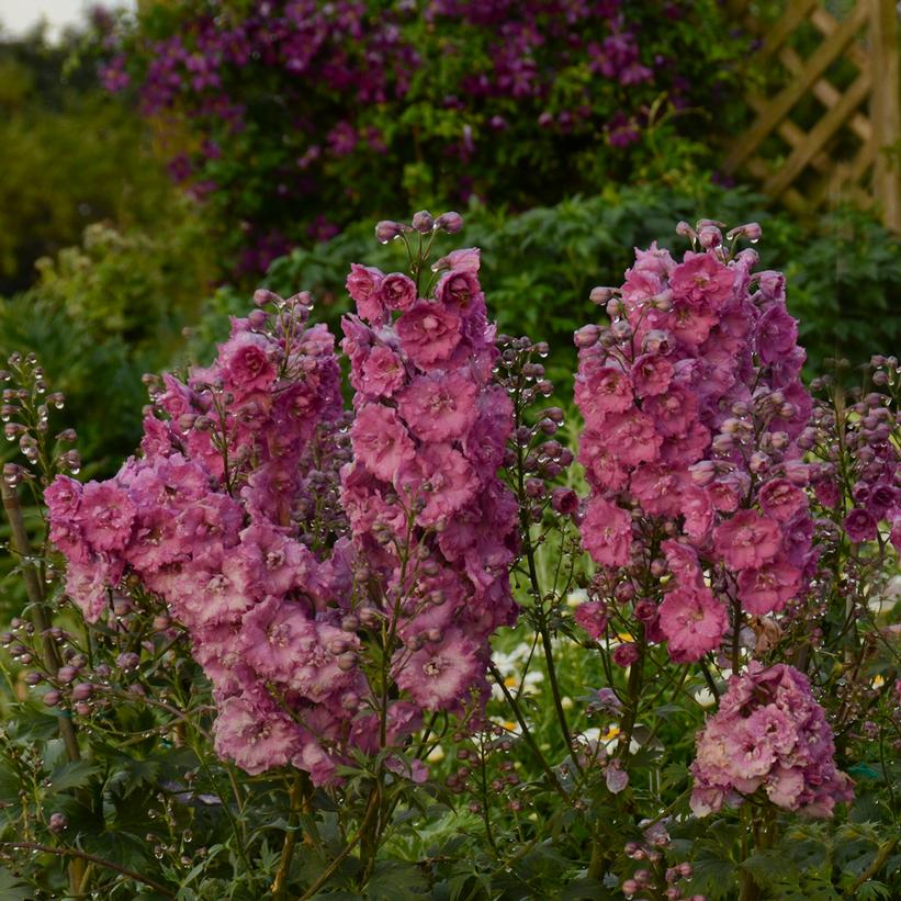 Delphinium New Zealand 'Pink Punch'