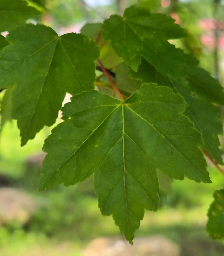 Acer rubrum 'October Glory'